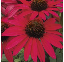 Nahaufnahme von Rotem Sonnenhut