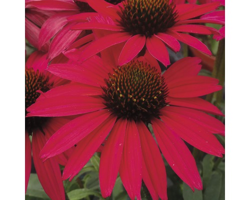 Nahaufnahme von Rotem Sonnenhut