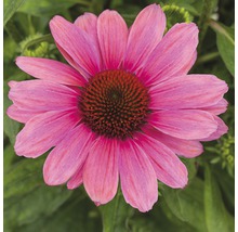 Nahaufnahme einer rosafarbenen Sonnenhutblüte