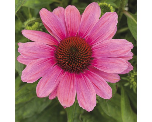 Nahaufnahme einer rosafarbenen Sonnenhutblüte