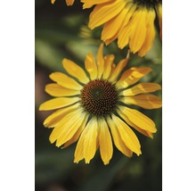 Gelber Sonnenhut im Detail