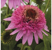 Nahaufnahme einer einzelnen rosa Echinacea Blüte