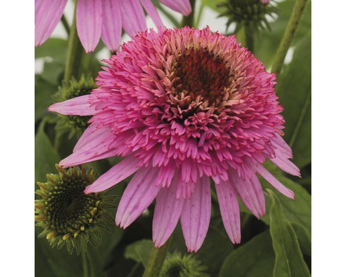 Nahaufnahme einer einzelnen rosa Echinacea Blüte