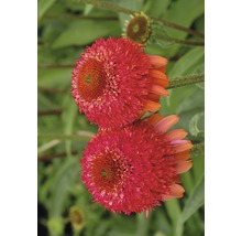 Nahaufnahme von zwei rosafarbenen Sonnenhutblüten