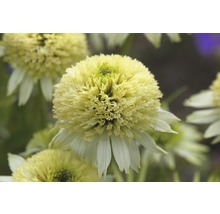 Nahaufnahme einer einzelnen Echinacea-Blüte