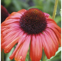 Nahaufnahme einer einzelnen Echinacea Blüte im Garten.
