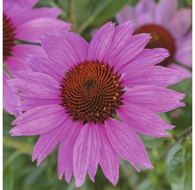 Nahaufnahme einer blühenden Echinacea Pflanze
