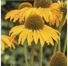 Gelber Sonnenhut im Detail