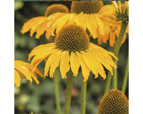 Gelber Sonnenhut im Detail