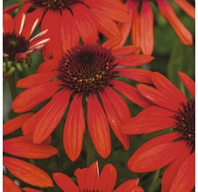 Nahaufnahme von roten Sonnenhüten mit braunen Blütenköpfen