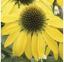 Gelbe Sonnenhutblume im Detail