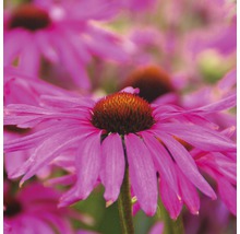 Nahaufnahme von rosafarbenen Sonnenhüten im Garten