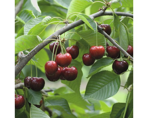 Bio Süßkirsche 'Schneiders Späte Knorpelkirsche' FloraSelf Bio Prunus avium 'Schneiders Knorpelkirsche' Stammhöhe ca. 60 cm Gesamthöhe 130-150 cm Co 7,5 L Busch