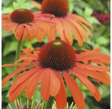 Nahaufnahme von mehreren Echinacea-Blüten im Garten