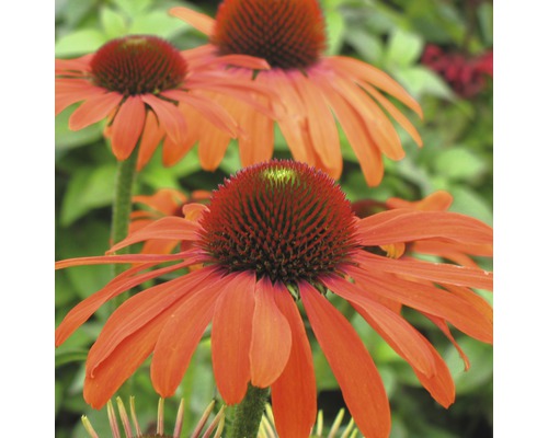 Nahaufnahme von mehreren Echinacea-Blüten im Garten