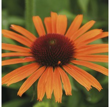 Orangefarbene Sonnenhutblume im Detail