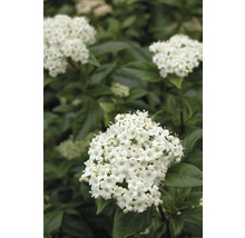 Mittelmeer Schneeball FloraSelf Viburnum Tinus H 40-50 cm Co 5 L