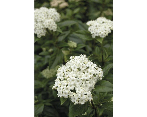 Mittelmeer Schneeball FloraSelf Viburnum Tinus H 40-50 cm Co 5 L