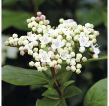 Mittelmeer Schneeball FloraSelf Viburnum Tinus H 40-50 cm Co 5 L