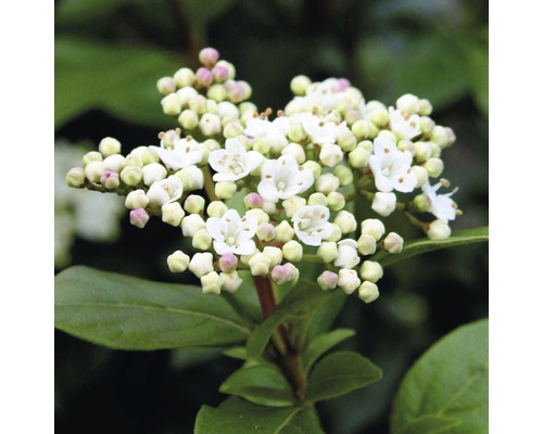 Blütenstand einer Duftenden Schneeball Pflanze mit weißen Blüten und grünen Blättern