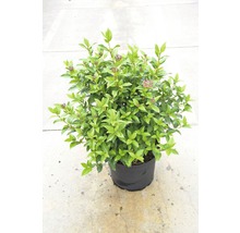 Mittelmeer Schneeball FloraSelf Viburnum Tinus H 40-50 cm Co 5 L
