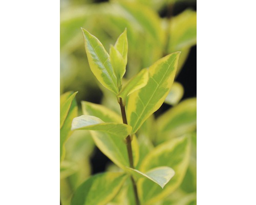 Blätter einer Heckenpflanze