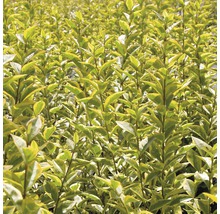 Detailansicht einer Hecke mit kleinen Blättern