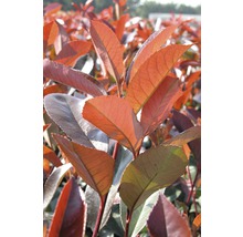 Photinia Hecke mit Blättern