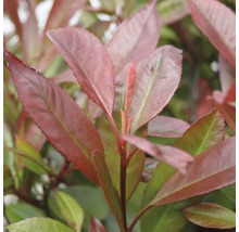 Immergrüne Glanzmispel mit roten und grünen Blättern.