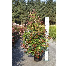 Photinia im Topf, eine immergrüne Pflanze für den Garten