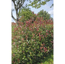 Photinia Fraseri Red Robin im Garten