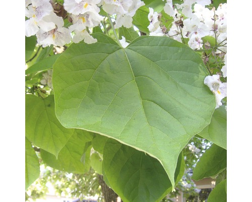 Blatt und Blüte des Trompetenbaums