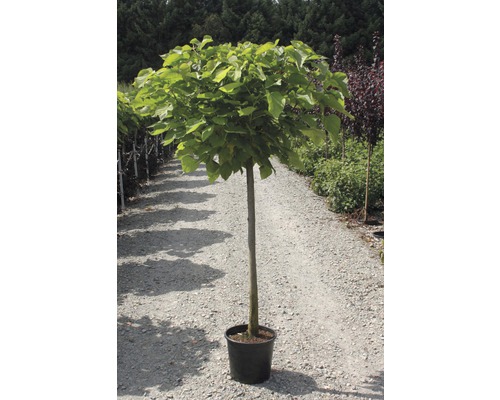 Kugelcatalpa im Topf für den Garten