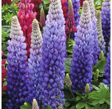 Blühende Lupinen im Gartenbeet