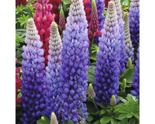 Blühende Lupinen im Gartenbeet