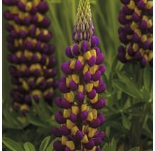 Lupinenblüte mit violetten und gelben Blüten