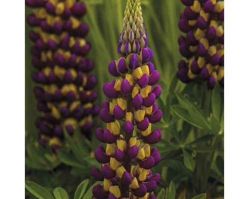 Lupinenblüte mit violetten und gelben Blüten