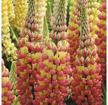 Lupinenblüten mit gelben und rosafarbenen Blüten im Garten