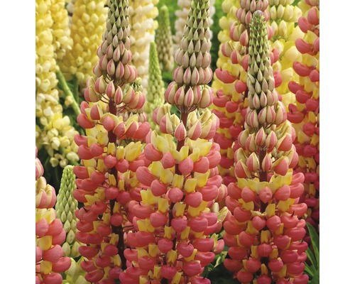 Lupinenblüten mit gelben und rosafarbenen Blüten im Garten