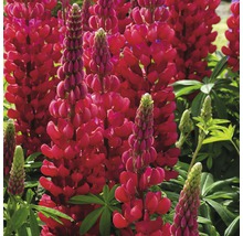 Rote Lupinenblüten im Garten