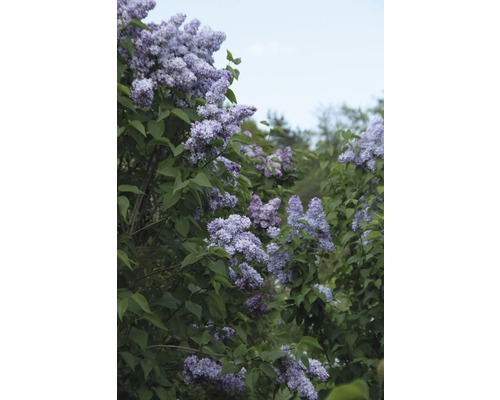 Blühender Fliederstrauch im Garten