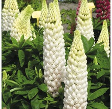 Nahaufnahme von weißen Lupinenblüten mit grünen Blättern