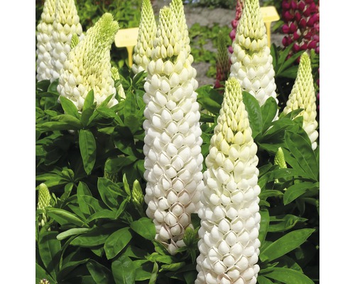 Nahaufnahme von weißen Lupinenblüten mit grünen Blättern