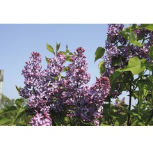 Edelflieder 'Princess Sturdza', 40 - 60 cm