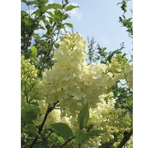 Blühender Flieder im Garten