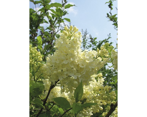 Blühender Flieder im Garten