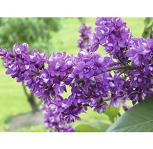 Nahaufnahme eines Fliederzweigs mit violetten Blüten.