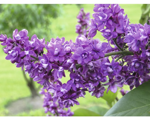 Nahaufnahme eines Fliederzweigs mit violetten Blüten.