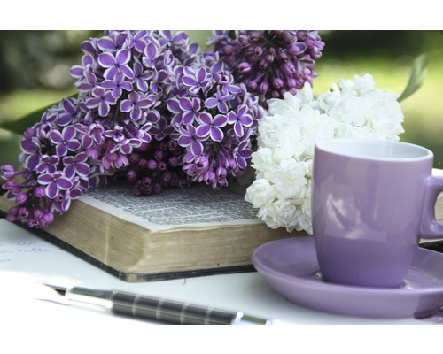 Stillleben mit Flieder, Buch, Tasse und Stift