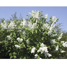 Edelflieder 'Mme Lemoine', 60 - 80 cm